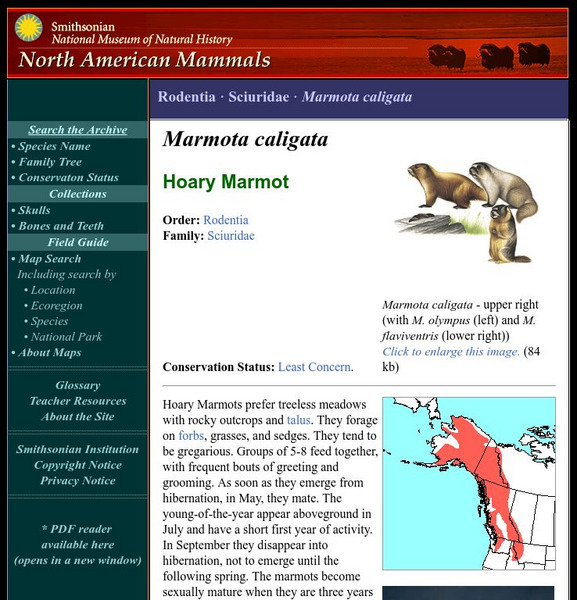 National Museum of Natural History: American Mammals: Hoary Marmot Handout National Museum of Natural History: American Mammals: Hoary Marmot Handout