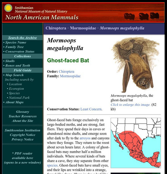 National Museum of Natural History: American Mammals: Ghost Faced Bat Handout
