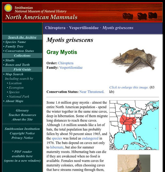 National Museum of Natural History: American Mammals: Gray Myotis Handout National Museum of Natural History: American Mammals: Gray Myotis Handout