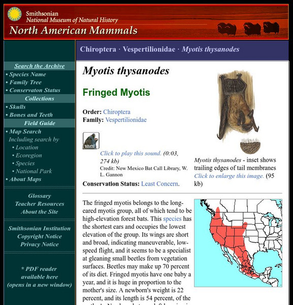 National Museum of Natural History: American Mammals: Fringed Myotis Handout National Museum of Natural History: American Mammals: Fringed Myotis Handout