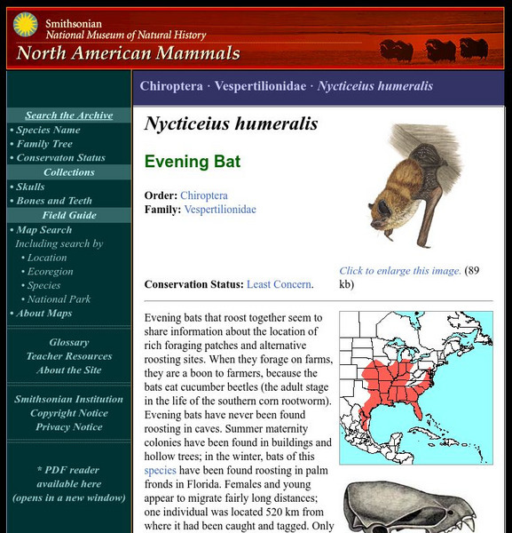 National Museum of Natural History: American Mammals: Evening Bat Handout