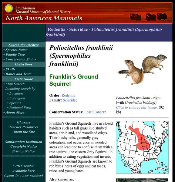 National Museum of Natural History: American Mammals: Franklin's Ground Squirrel Handout National Museum of Natural History: American Mammals: Franklin's Ground Squirrel Handout