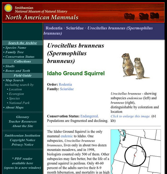 National Museum of Natural History: American Mammals: Idaho Ground Squirrel Handout National Museum of Natural History: American Mammals: Idaho Ground Squirrel Handout