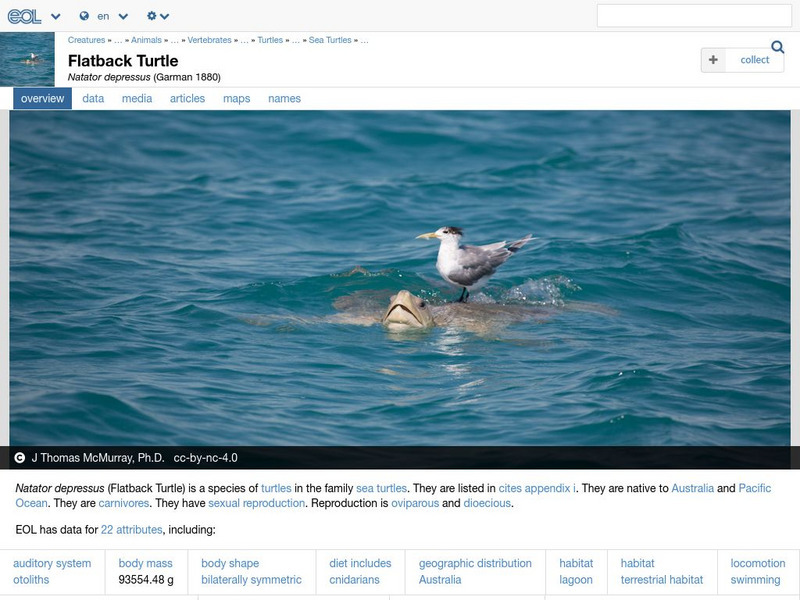 Encyclopedia of Life: Flatback Turtle Handout Encyclopedia of Life: Flatback Turtle Handout