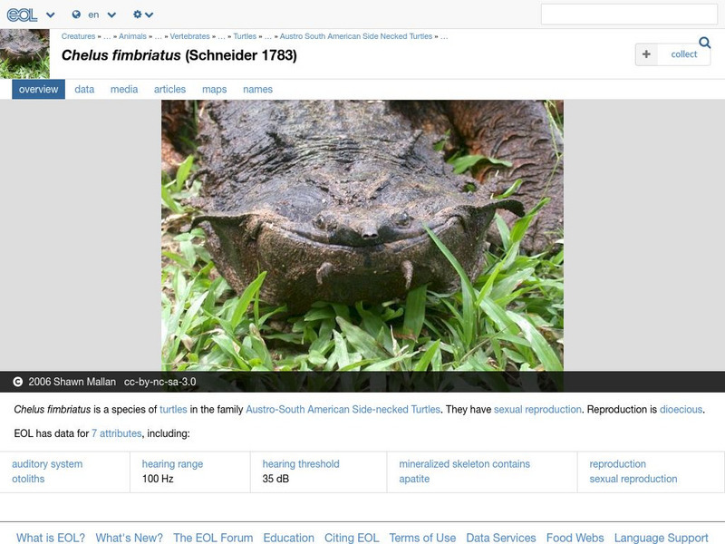 Encyclopedia of Life: Matamata Turtle Handout Encyclopedia of Life: Matamata Turtle Handout