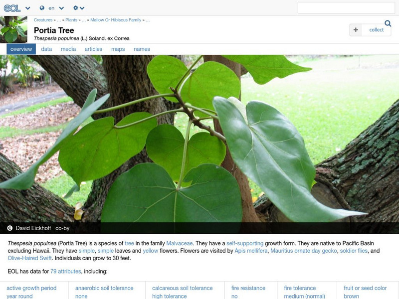 Encyclopedia of Life: Portia Tree Handout Encyclopedia of Life: Portia Tree Handout