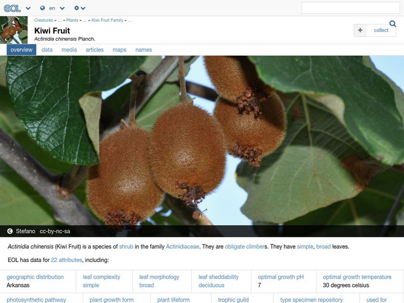 Encyclopedia of Life: Kiwi Fruit Handout