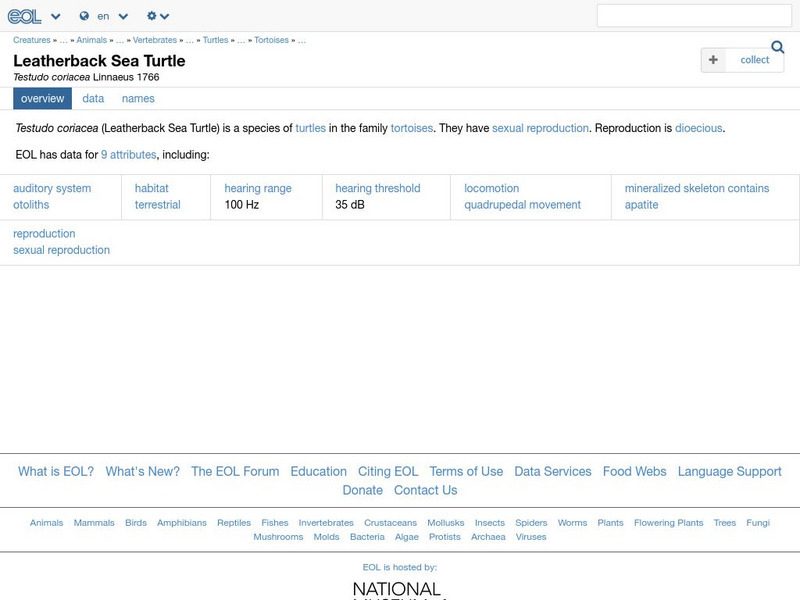 Encyclopedia of Life: Leatherback Sea Turtle Handout