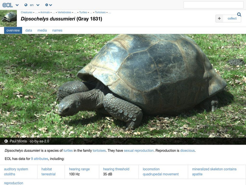 Encyclopedia of Life: Aldabra Tortoise Handout