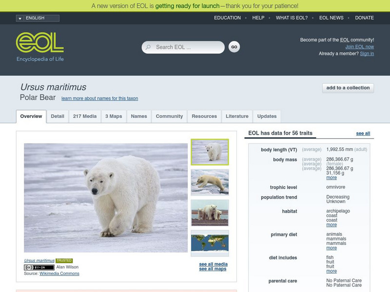 Encyclopedia of Life: Polar Bear Handout Encyclopedia of Life: Polar Bear Handout