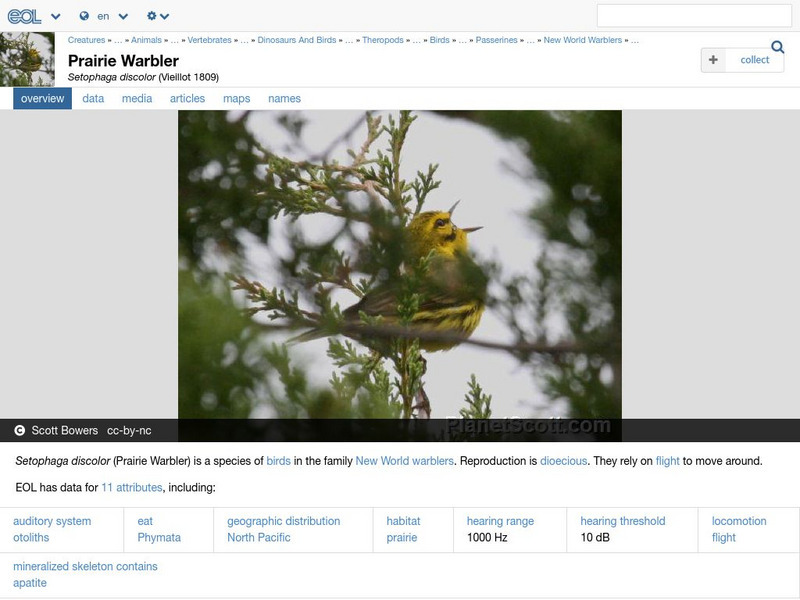 Encyclopedia of Life: Prairie Warbler Handout