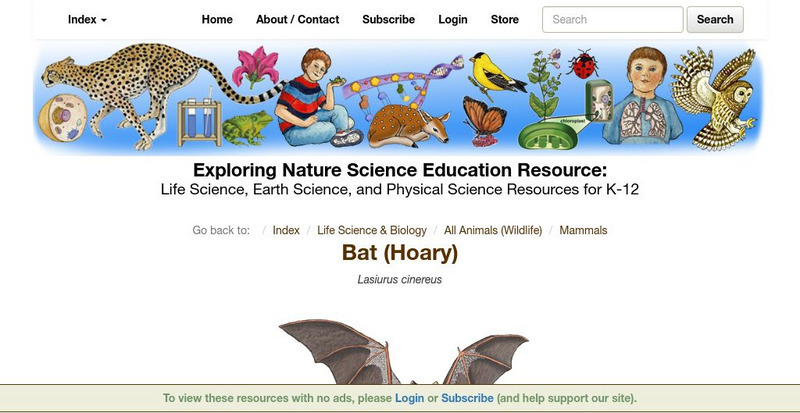 Exploring Nature Educational Resource: Bat (Hoary) Handout
