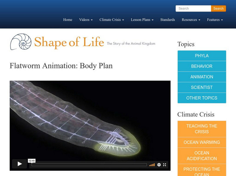 Shape of Life: Flatworm Animation: Body Plan Instructional Video Shape of Life: Flatworm Animation: Body Plan Instructional Video