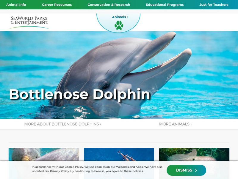 Sea World: Bottlenose Dolphins Handout Sea World: Bottlenose Dolphins Handout