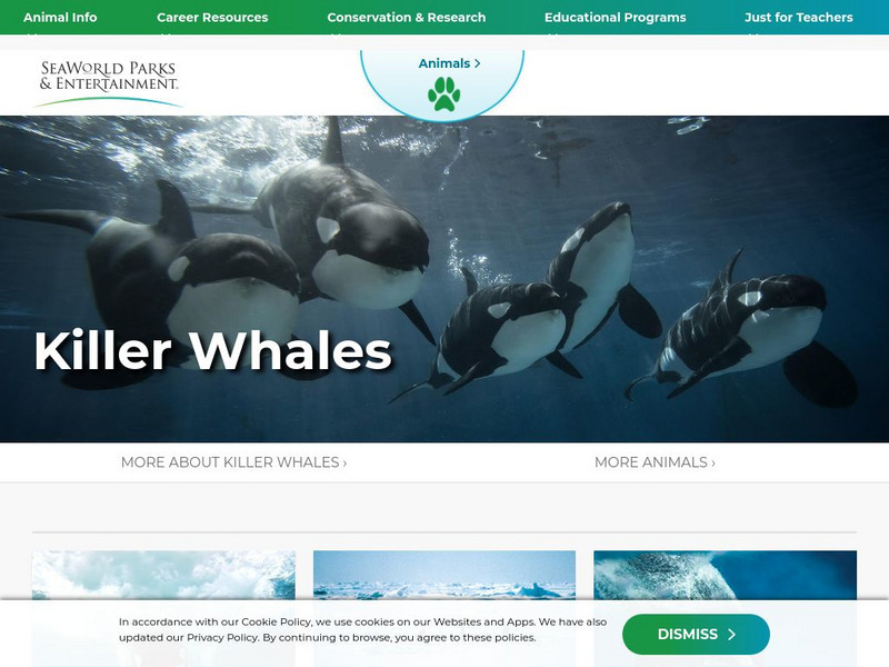 Sea World: Killer Whales Handout Sea World: Killer Whales Handout