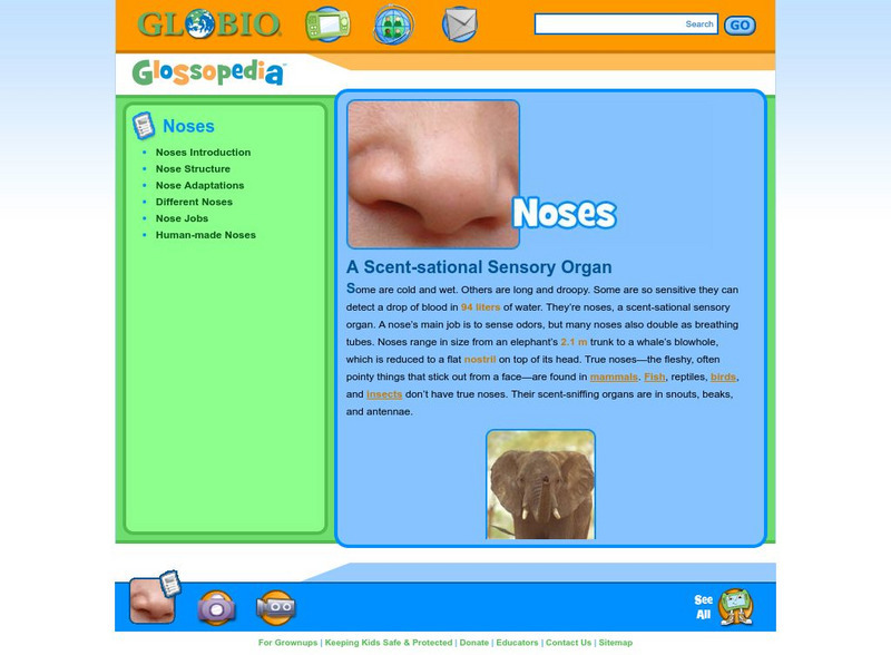 Glossopedia: Noses Handout Glossopedia: Noses Handout