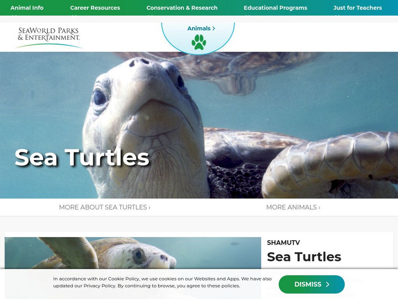 Sea World: Sea Turtles Handout
