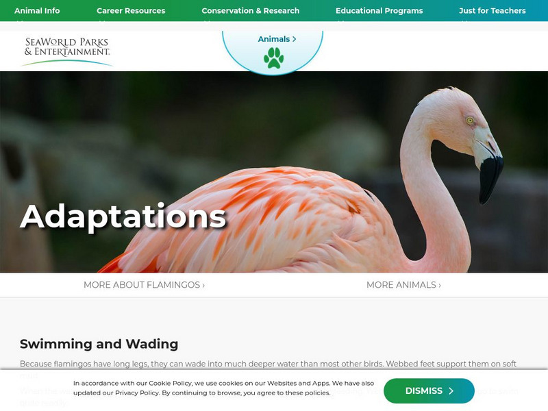 Sea World: Flamingos: Adaptations for an Aquatic Environment Handout Sea World: Flamingos: Adaptations for an Aquatic Environment Handout