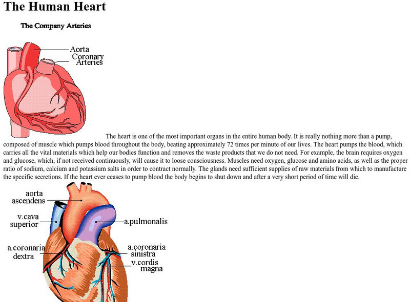 World invisible.com: The Human Heart Handout World invisible.com: The Human Heart Handout