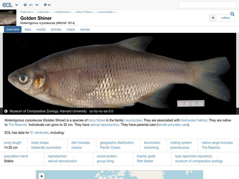 Encyclopedia of Life: Notemigonus Crysoleucas: Golden Shiner Handout Encyclopedia of Life: Notemigonus Crysoleucas: Golden Shiner Handout