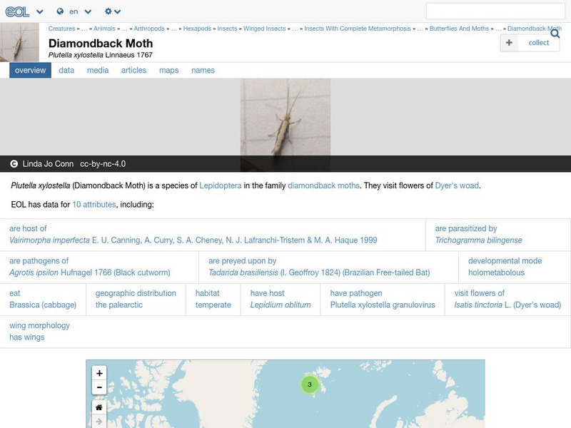 Encyclopedia of Life: Diamond Backed Moth Handout