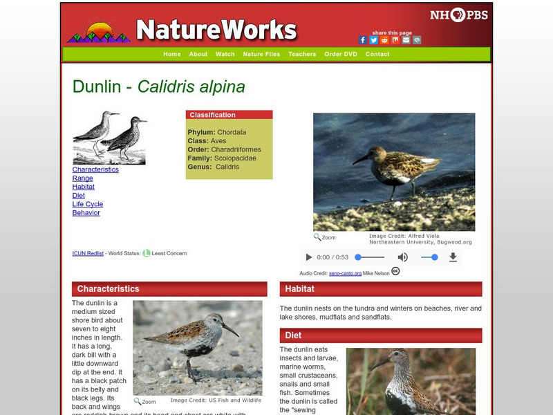 Nh Pbs: Nature Works: Dunlin Handout Nh Pbs: Nature Works: Dunlin Handout