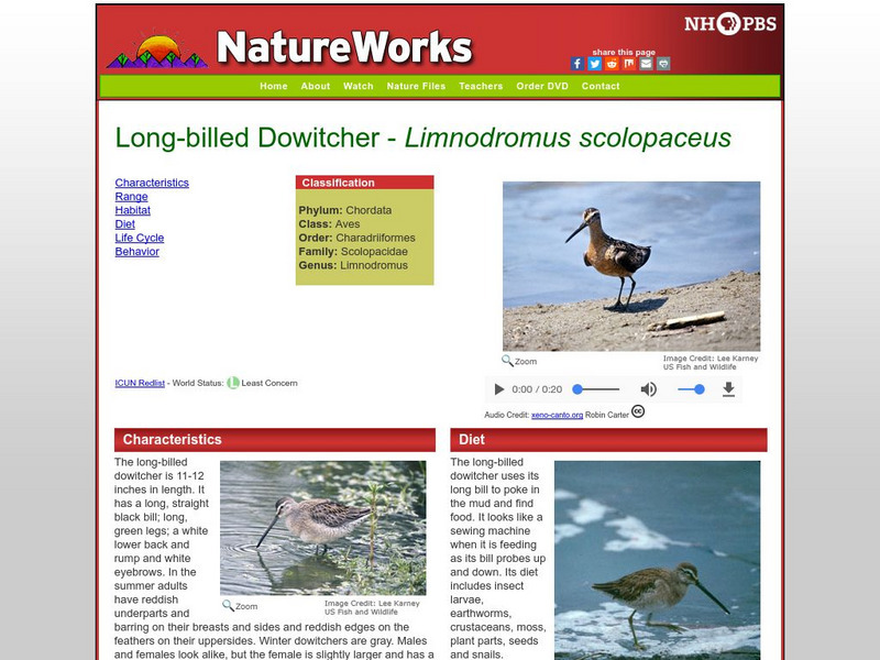 Nh Pbs: Nature Works: Long Billed Dowitcher Handout
