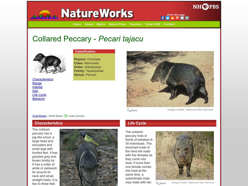 Nh Pbs: Nature Works: Collared Peccary Handout