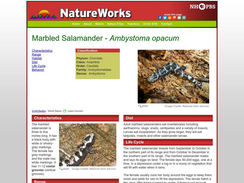 Nh Pbs: Nature Works: Marbled Salamander Handout Nh Pbs: Nature Works: Marbled Salamander Handout