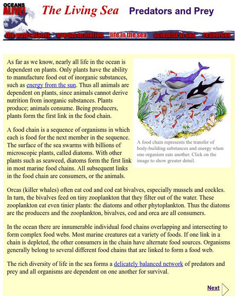 Museum of Science: The Living Sea: Predators and Prey Handout Museum of Science: The Living Sea: Predators and Prey Handout