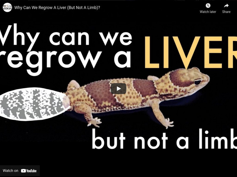 Mit: Science Out Loud: Why Can We Regrow a Liver but Not a Limb? Instructional Video Mit: Science Out Loud: Why Can We Regrow a Liver but Not a Limb? Instructional Video