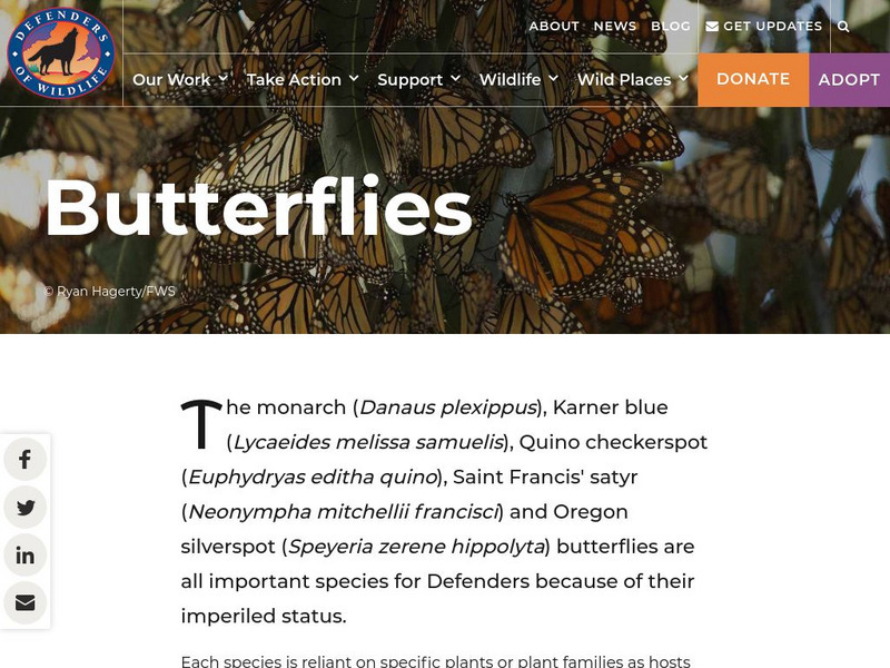 Defenders of Wildlife: Butterflies Article Defenders of Wildlife: Butterflies Article