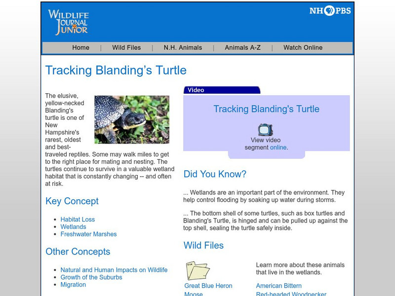 Nh Pbs: Wildlife Journal Jr: Tracking Blanding's Turtle Website Nh Pbs: Wildlife Journal Jr: Tracking Blanding's Turtle Website