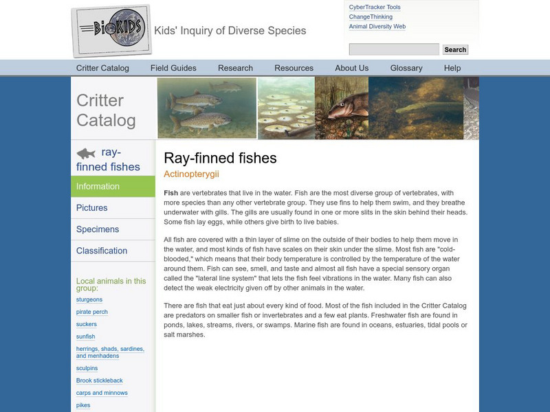 Univ. Of Michigan Critter Catalog: Ray Finned Fishes Handout Univ. Of Michigan Critter Catalog: Ray Finned Fishes Handout