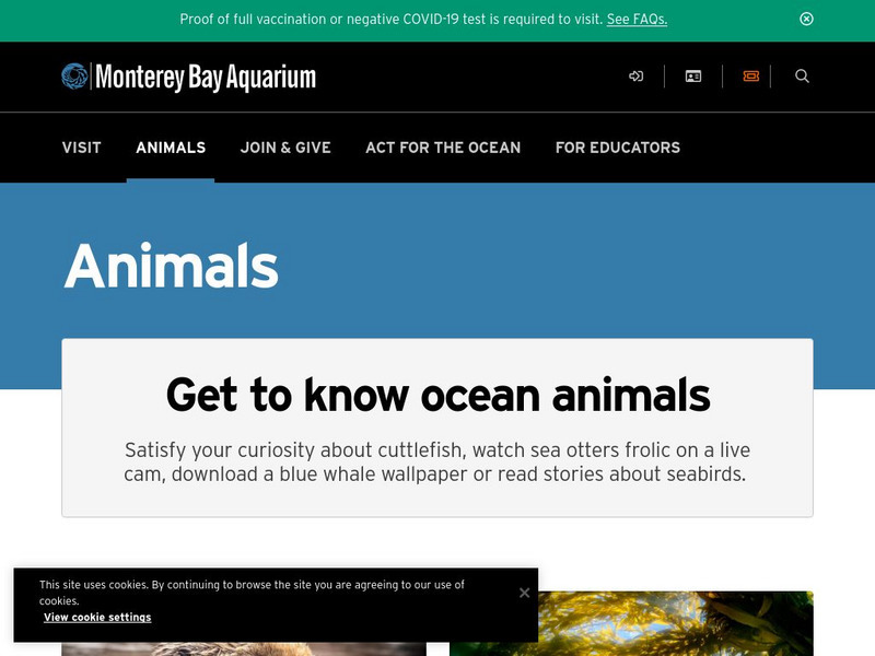 Monterey Bay Aquarium: Animal Guide Website Monterey Bay Aquarium: Animal Guide Website