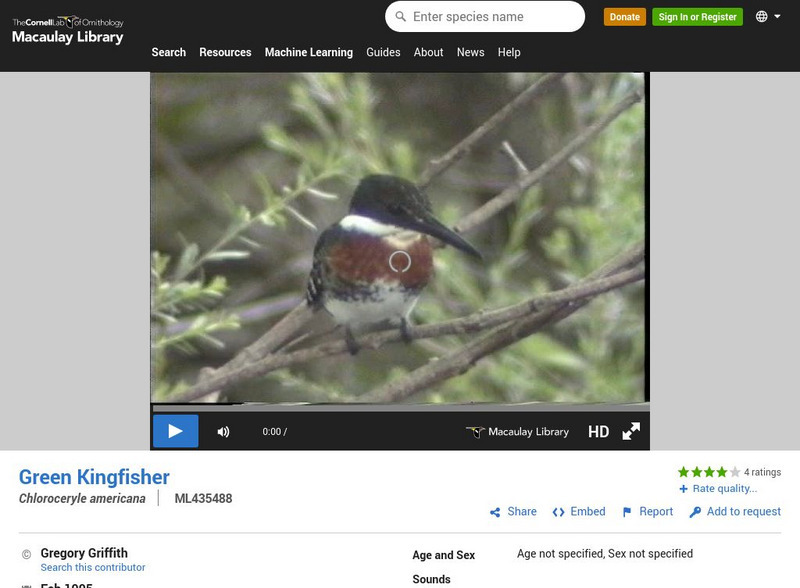 Cornell Lab of Ornithology: Green Kingfisher Instructional Video Cornell Lab of Ornithology: Green Kingfisher Instructional Video