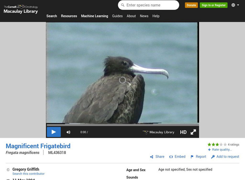 Cornell Lab of Ornithology: Magnificent Frigatebird Instructional Video Cornell Lab of Ornithology: Magnificent Frigatebird Instructional Video