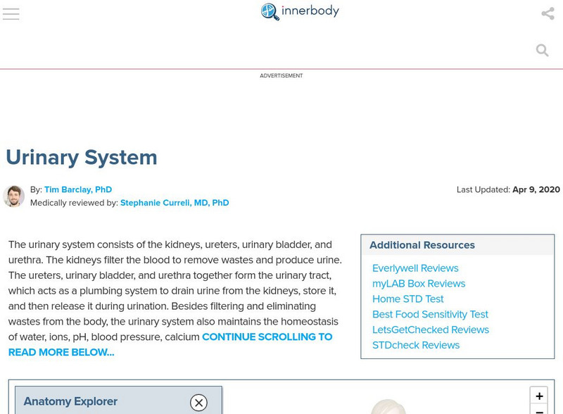 Innerbody: Urinary System Interactive Innerbody: Urinary System Interactive