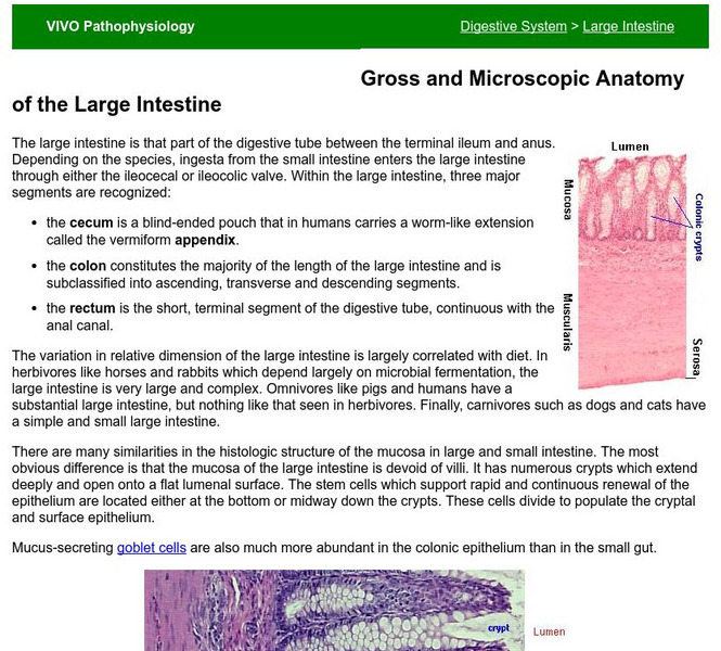 Colorado State University: Gross and Microscopic Anatomy of the Large Intestine Handout Colorado State University: Gross and Microscopic Anatomy of the Large Intestine Handout