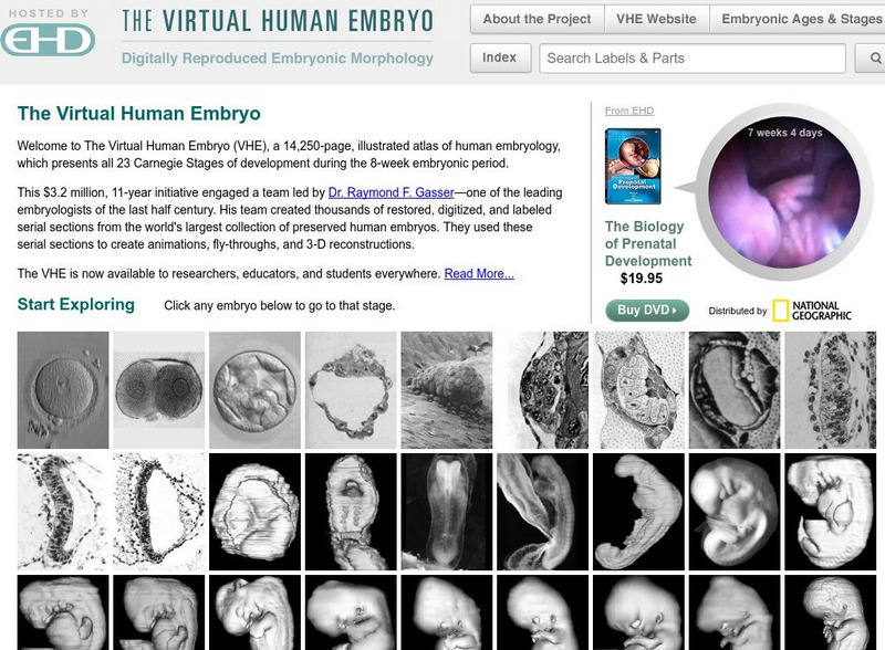 Endowment for Human Development: The Virtual Human Embryo Graphic Endowment for Human Development: The Virtual Human Embryo Graphic