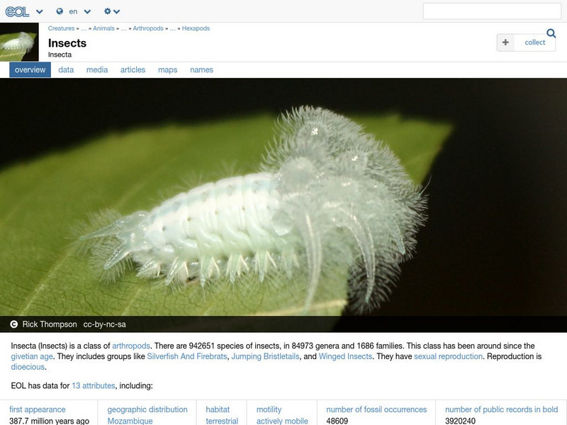 Encyclopedia of Life: Insects Handout Encyclopedia of Life: Insects Handout