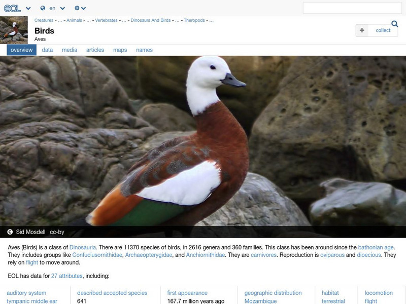 Encyclopedia of Life: Birds Handout