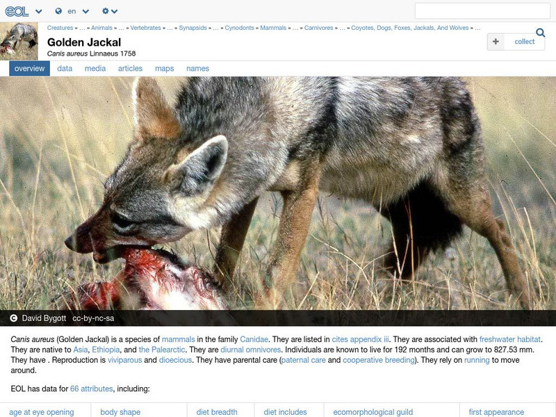 Encyclopedia of Life: Golden Jackal Handout Encyclopedia of Life: Golden Jackal Handout