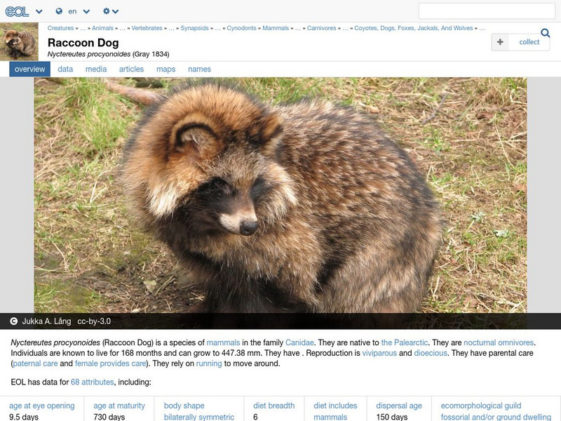 Encyclopedia of Life: Raccoon Dog Handout Encyclopedia of Life: Raccoon Dog Handout