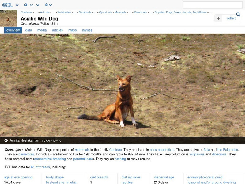 Encyclopedia of Life: Dhole Handout Encyclopedia of Life: Dhole Handout