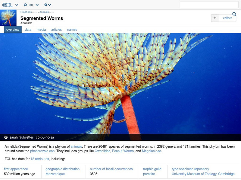 Encyclopedia of Life: Segmented Worms Handout