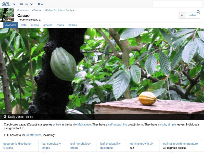 Encyclopedia of Life: Cacao Handout Encyclopedia of Life: Cacao Handout