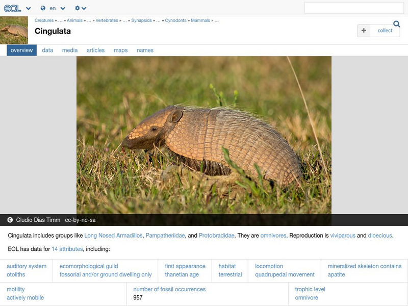 Encyclopedia of Life: Armadillos Handout