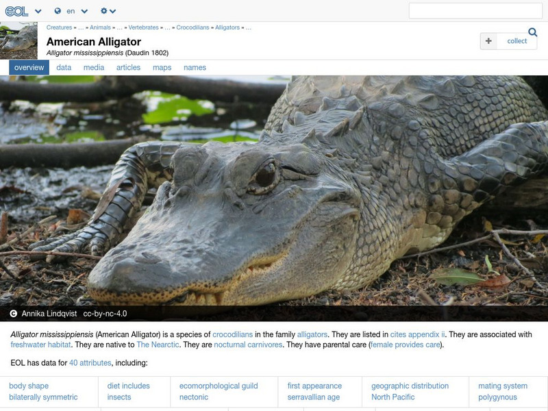 Encyclopedia of Life: American Alligator Handout