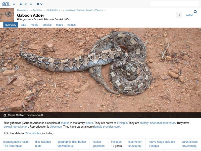 Encyclopedia of Life: Gaboon Adder Handout